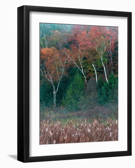 Fall Birches I-Steven Maxx-Framed Photographic Print