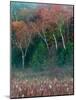 Fall Birches I-Steven Maxx-Mounted Photographic Print