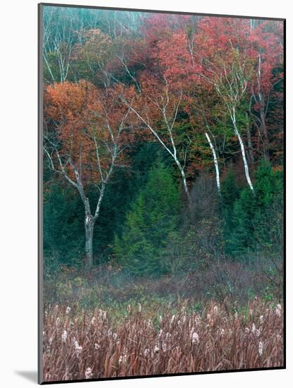 Fall Birches I-Steven Maxx-Mounted Photographic Print