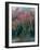 Fall Birches II-Steven Maxx-Framed Photographic Print