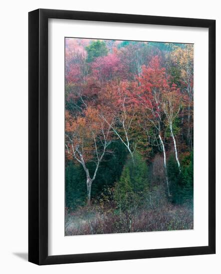 Fall Birches II-Steven Maxx-Framed Photographic Print