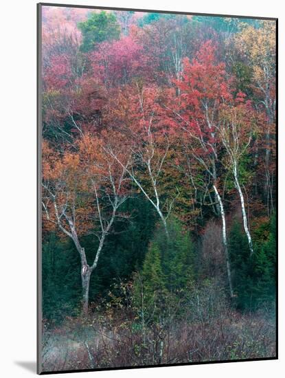 Fall Birches II-Steven Maxx-Mounted Photographic Print