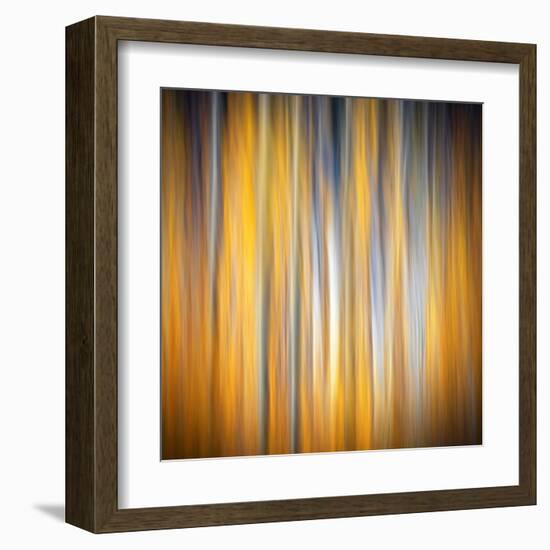 Fall Birches-Ursula Abresch-Framed Premium Photographic Print