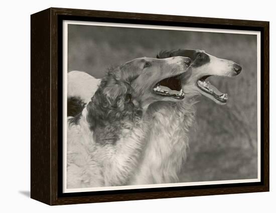 Fall, Borzois, Head Study-Thomas Fall-Framed Premier Image Canvas