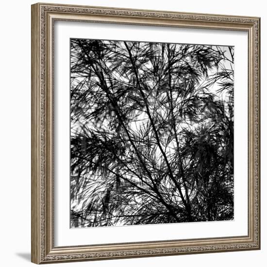 Fall Breeze-Nicole Katano-Framed Photo