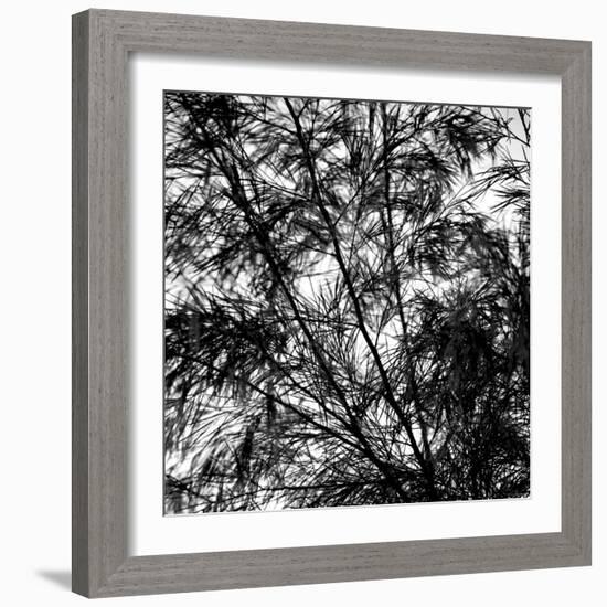 Fall Breeze-Nicole Katano-Framed Photo