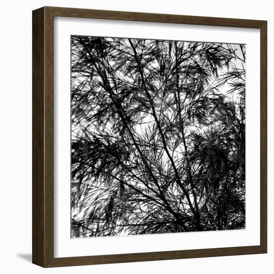 Fall Breeze-Nicole Katano-Framed Photo