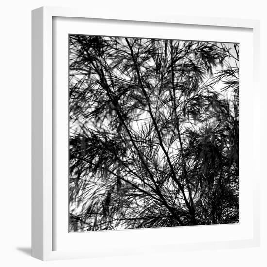 Fall Breeze-Nicole Katano-Framed Photo