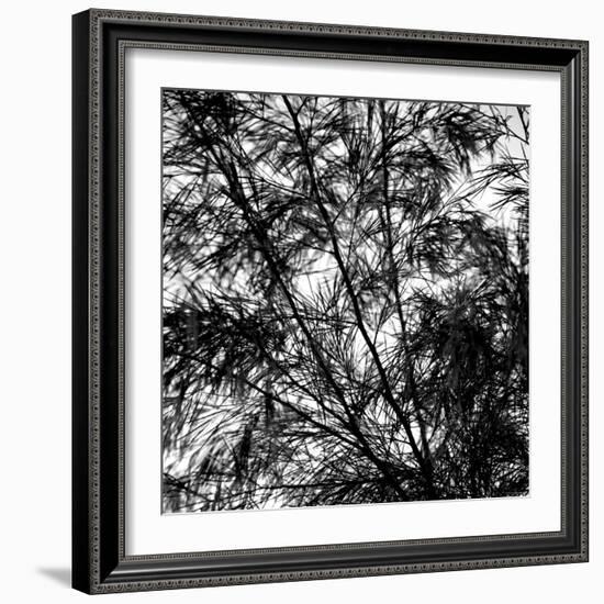 Fall Breeze-Nicole Katano-Framed Photo