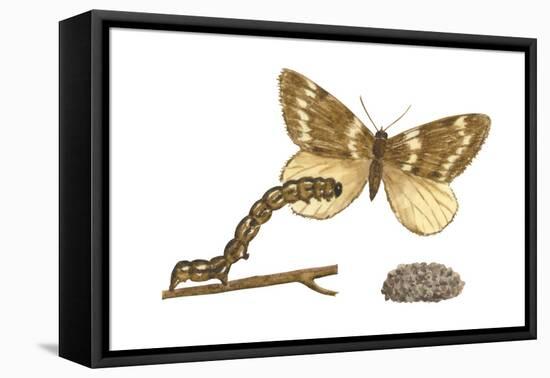 Fall Cankerworm Moth, Caterpillar, and Pupae (Alsophila Pometaria), Insects-Encyclopaedia Britannica-Framed Stretched Canvas