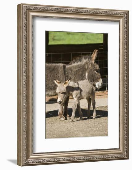 Fall City, WA. Affectionate mother and foal Mediterranean Miniature Donkey.-Janet Horton-Framed Photographic Print