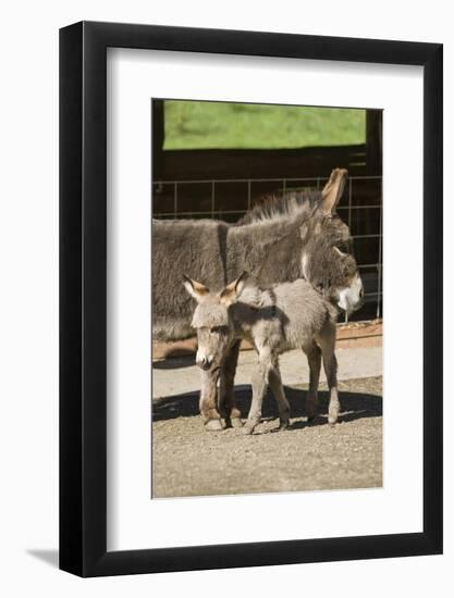 Fall City, WA. Affectionate mother and foal Mediterranean Miniature Donkey.-Janet Horton-Framed Photographic Print