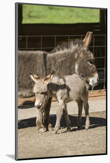 Fall City, WA. Affectionate mother and foal Mediterranean Miniature Donkey.-Janet Horton-Mounted Photographic Print