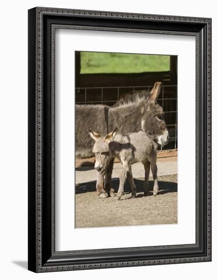 Fall City, WA. Affectionate mother and foal Mediterranean Miniature Donkey.-Janet Horton-Framed Photographic Print