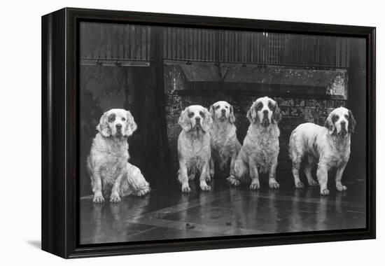 Fall, Clumber Spaniel, 36-Thomas Fall-Framed Premier Image Canvas