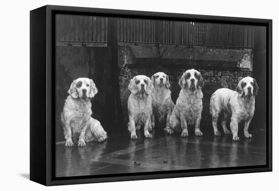 Fall, Clumber Spaniel, 36-Thomas Fall-Framed Premier Image Canvas