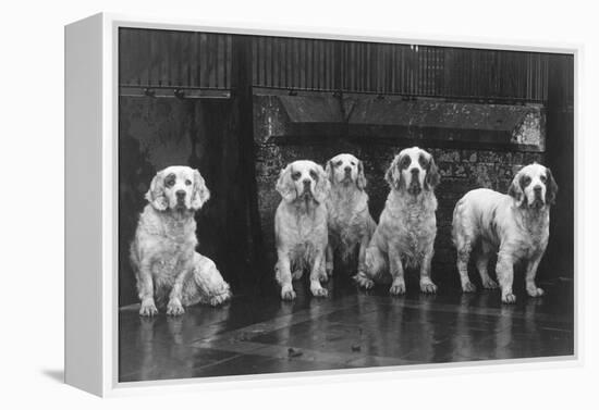 Fall, Clumber Spaniel, 36-Thomas Fall-Framed Premier Image Canvas