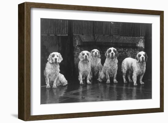 Fall, Clumber Spaniel, 36-Thomas Fall-Framed Photographic Print