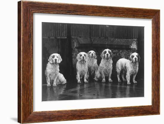 Fall, Clumber Spaniel, 36-Thomas Fall-Framed Photographic Print