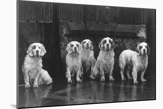 Fall, Clumber Spaniel, 36-Thomas Fall-Mounted Photographic Print