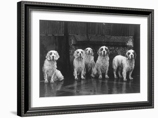 Fall, Clumber Spaniel, 36-Thomas Fall-Framed Photographic Print