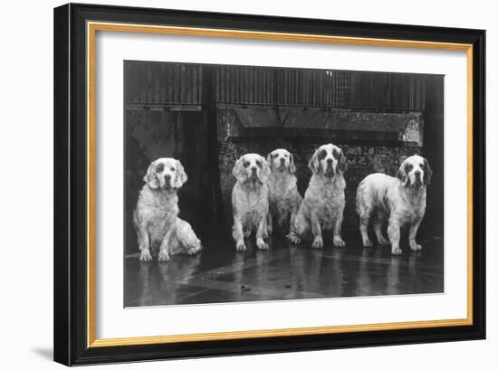 Fall, Clumber Spaniel, 36-Thomas Fall-Framed Photographic Print