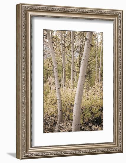Fall color along Bishop Creek, Inyo National Forest, California, USA-Russ Bishop-Framed Photographic Print
