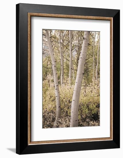 Fall color along Bishop Creek, Inyo National Forest, California, USA-Russ Bishop-Framed Photographic Print