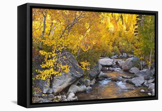 Fall color along Bishop Creek, Inyo National Forest, Sierra Nevada Mountains, California, USA.-Russ Bishop-Framed Premier Image Canvas