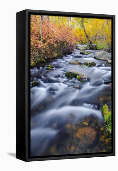 Fall Color Along Lundy Creek, Inyo National Forest, Sierra Nevada Mountains, California, Usa-Russ Bishop-Framed Premier Image Canvas