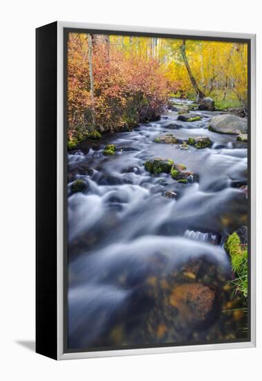 Fall Color Along Lundy Creek, Inyo National Forest, Sierra Nevada Mountains, California, Usa-Russ Bishop-Framed Premier Image Canvas