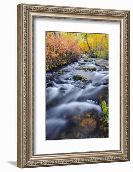 Fall Color Along Lundy Creek, Inyo National Forest, Sierra Nevada Mountains, California, Usa-Russ Bishop-Framed Photographic Print