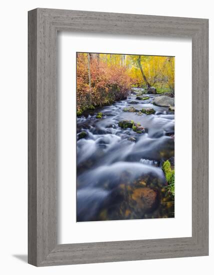 Fall Color Along Lundy Creek, Inyo National Forest, Sierra Nevada Mountains, California, Usa-Russ Bishop-Framed Photographic Print