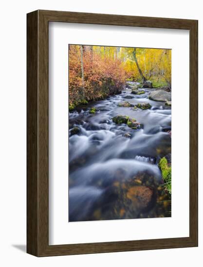 Fall Color Along Lundy Creek, Inyo National Forest, Sierra Nevada Mountains, California, Usa-Russ Bishop-Framed Photographic Print