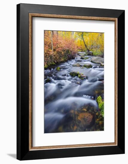 Fall Color Along Lundy Creek, Inyo National Forest, Sierra Nevada Mountains, California, Usa-Russ Bishop-Framed Photographic Print