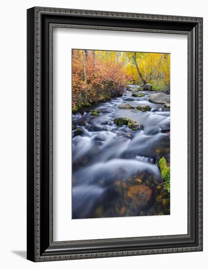 Fall Color Along Lundy Creek, Inyo National Forest, Sierra Nevada Mountains, California, Usa-Russ Bishop-Framed Photographic Print