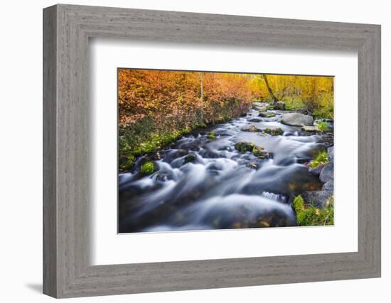 Fall Color Along Lundy Creek, Inyo National Forest, Sierra Nevada Mountains, California, Usa-Russ Bishop-Framed Photographic Print