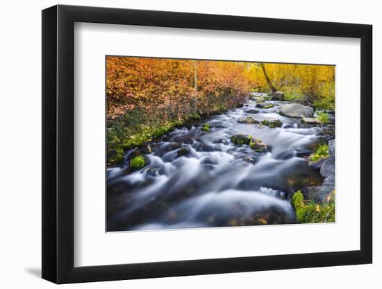 Fall Color Along Lundy Creek, Inyo National Forest, Sierra Nevada Mountains, California, Usa-Russ Bishop-Framed Photographic Print