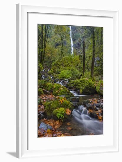 Fall Color Along Starvation Creek Falls, Columbia Gorge, Oregon-Chuck Haney-Framed Photographic Print