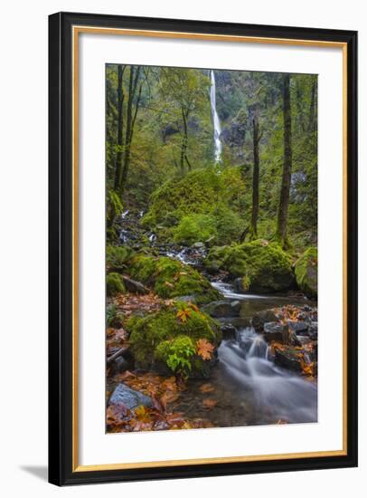 Fall Color Along Starvation Creek Falls, Columbia Gorge, Oregon-Chuck Haney-Framed Photographic Print