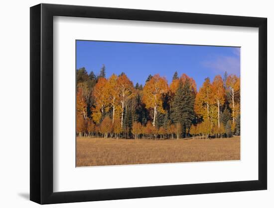 Fall Color amidst Conifers-DLILLC-Framed Photographic Print
