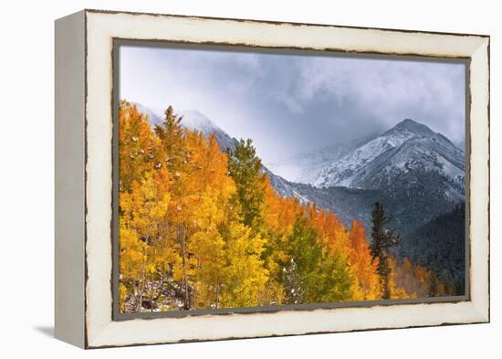 Fall Color and Early Snow at North Lake, Inyo National Forest, California-Russ Bishop-Framed Premier Image Canvas