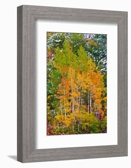 Fall Color and Fresh Snow at Lake Sabrina, Inyo National Forest, California-Russ Bishop-Framed Photographic Print