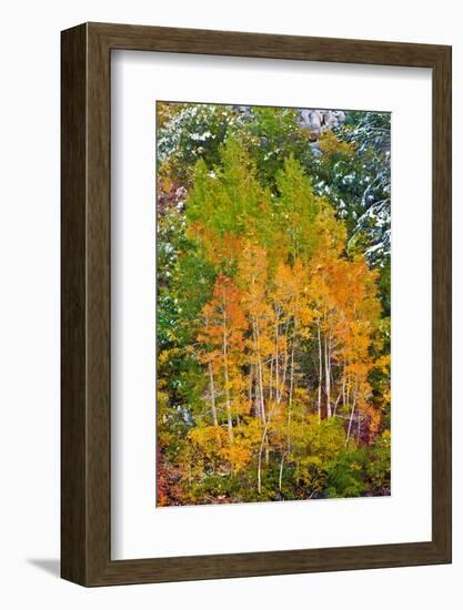 Fall Color and Fresh Snow at Lake Sabrina, Inyo National Forest, California-Russ Bishop-Framed Photographic Print