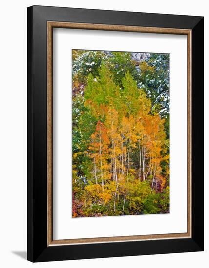 Fall Color and Fresh Snow at Lake Sabrina, Inyo National Forest, California-Russ Bishop-Framed Photographic Print