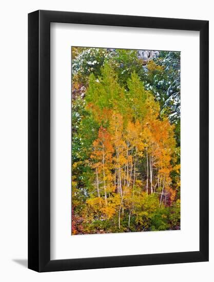 Fall Color and Fresh Snow at Lake Sabrina, Inyo National Forest, California-Russ Bishop-Framed Photographic Print