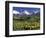 Fall Color and Landscape, Mt. Sneffels Wilderness, Colorado, USA-Gavriel Jecan-Framed Photographic Print