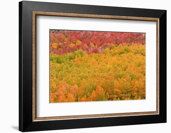 Fall color at North Lake, Inyo National Forest, Sierra Nevada Mountains, California, USA.-Russ Bishop-Framed Photographic Print