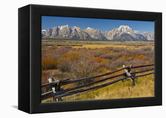 Fall Color, Buck and Rail Fence, Grand Tetons, Grand Teton National Park, Wyoming-Michel Hersen-Framed Premier Image Canvas