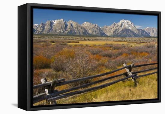 Fall Color, Buck and Rail Fence, Grand Tetons, Grand Teton National Park, Wyoming-Michel Hersen-Framed Premier Image Canvas